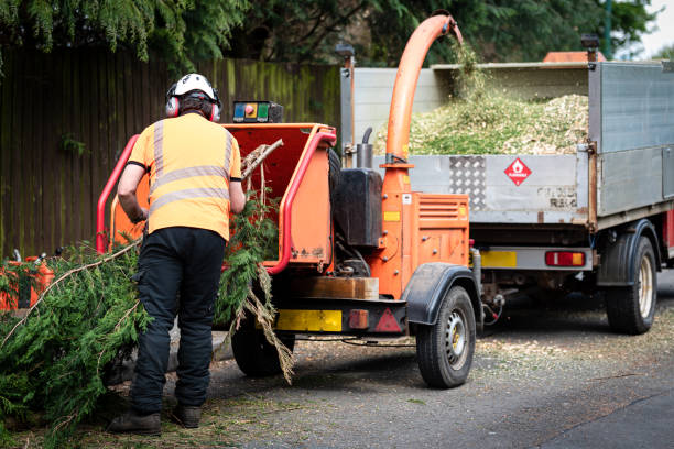 Best Arborist Services Near Me  in Welcome, SC